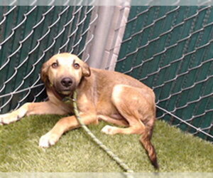 Labrador Retriever-Unknown Mix Dogs for adoption in Downey, CA, USA