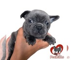 Puppy 1 French Bulldog