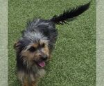 Small #1 Mutt