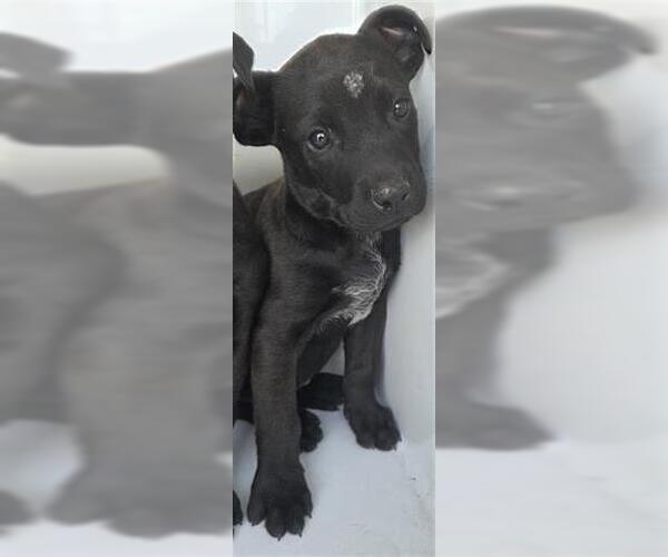 Medium Photo #1 Unknown-Weimaraner Mix Puppy For Sale in Houston, TX, USA