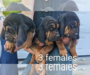 Bloodhound Puppy for sale in SALEM, IN, USA