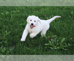 Golden Retriever Puppy for sale in SHILOH, OH, USA
