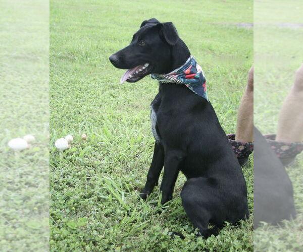 Medium Photo #2 Labrador Retriever-Unknown Mix Puppy For Sale in Abbeville, LA, USA