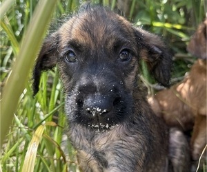 Medium Boxer-Poodle (Standard) Mix