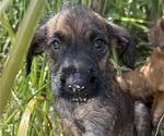 Puppy Turquoise Boxer-Poodle (Standard) Mix