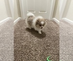 Small Photo #9 Pomeranian Puppy For Sale in VACAVILLE, CA, USA