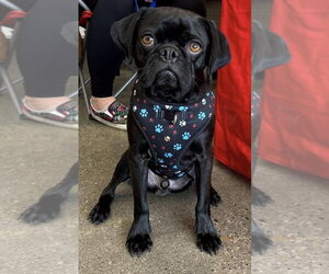 Tug - Male Pug-Unknown Mix Dog for Adoption - Photo #6