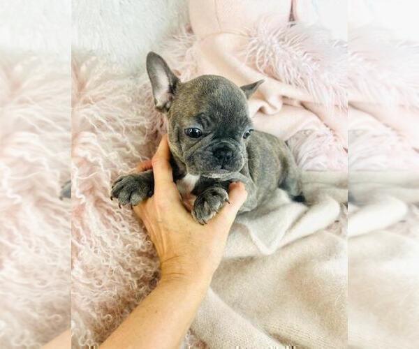 Medium Photo #7 French Bulldog Puppy For Sale in TAMPA, FL, USA