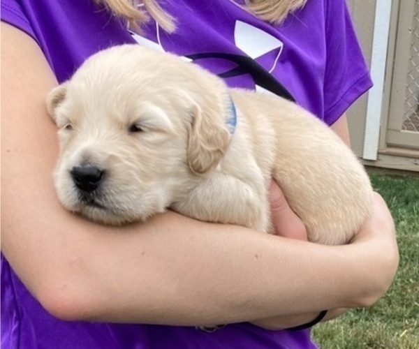Medium Photo #2 Golden Retriever Puppy For Sale in CONGERVILLE, IL, USA