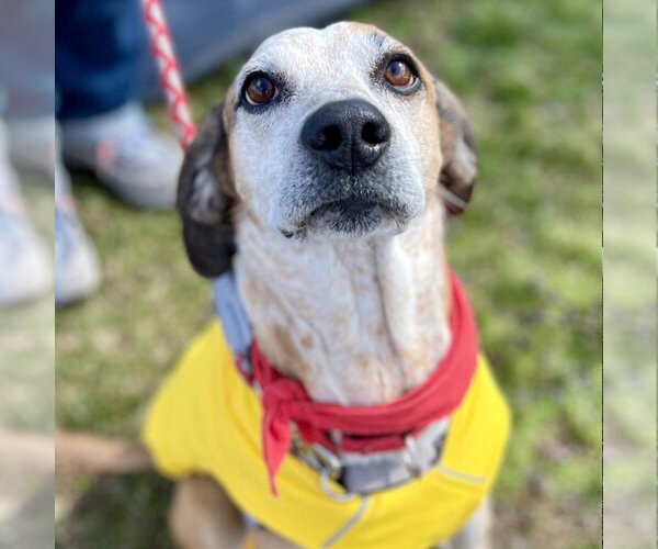 Medium Photo #9 Mutt Puppy For Sale in Canton, CT, USA