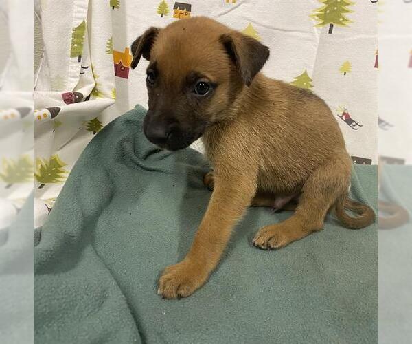 Medium Photo #1 German Shepherd Dog Puppy For Sale in Modesto, CA, USA