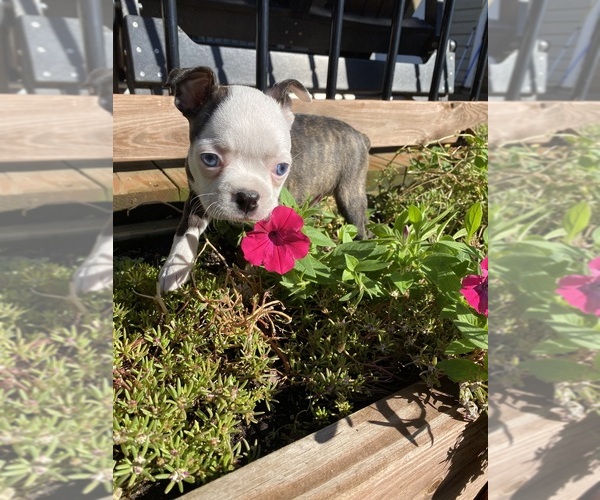 Medium Photo #6 Boston Terrier Puppy For Sale in FREDONIA, KS, USA