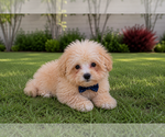 Small Poodle (Toy)