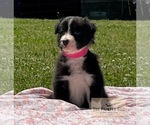 Small Photo #1 Border Collie Puppy For Sale in AND, SC, USA