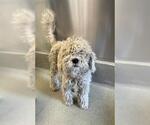 Small Poodle (Miniature) Mix