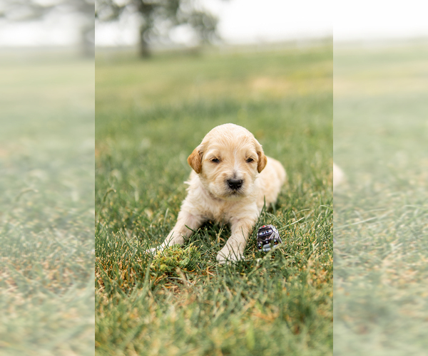 Medium Photo #4 Goldendoodle Puppy For Sale in FREDERICA, DE, USA