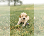 Small Photo #4 Goldendoodle Puppy For Sale in FREDERICA, DE, USA