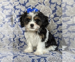 Cava-Tzu Puppy for sale in KIRKWOOD, PA, USA