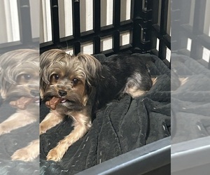 Father of the Morkie puppies born on 07/09/2025