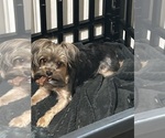 Small Photo #1 Morkie Puppy For Sale in COLUMBIA, SC, USA
