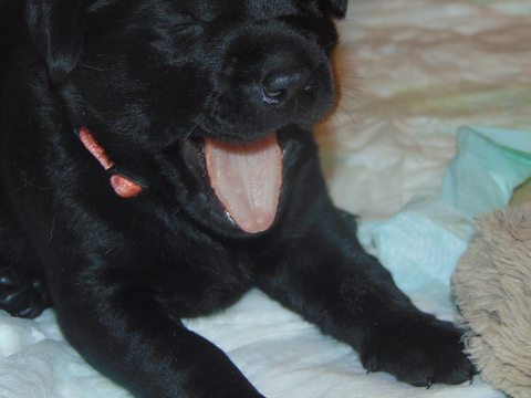 Medium Photo #1 Labrador Retriever Puppy For Sale in STRONG, ME, USA