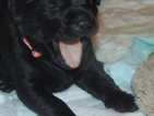 Small Photo #1 Labrador Retriever Puppy For Sale in STRONG, ME, USA