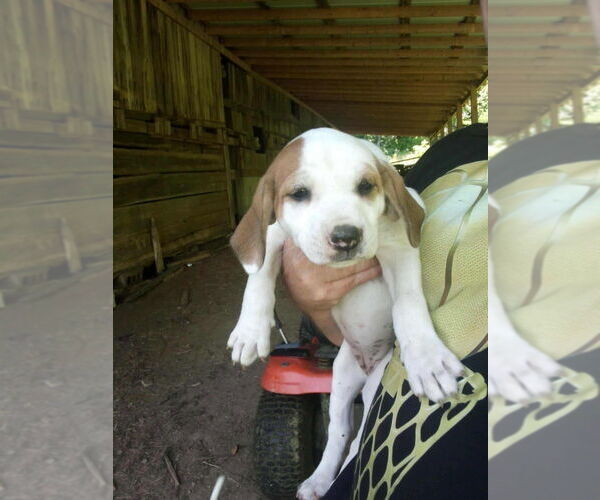 Medium Photo #4 Jack-A-Bee Puppy For Sale in Aurora, IN, USA