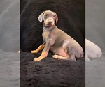 Small Photo #14 Doberman Pinscher Puppy For Sale in YUCCA VALLEY, CA, USA