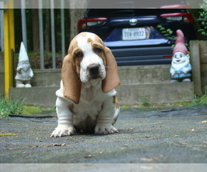 Basset Hound Puppy for sale in LANEXA, VA, USA