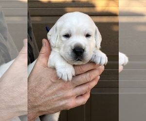 Labrador Retriever Puppy for sale in LAKE ELSINORE, CA, USA