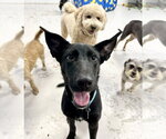 Small #13 German Shepherd Dog Mix