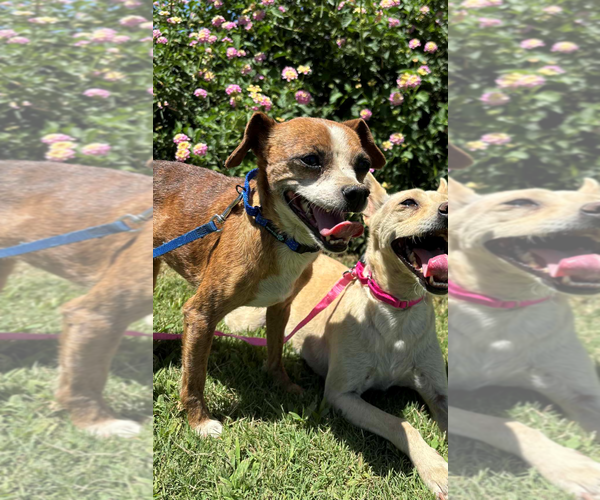 Medium Photo #2 Chihuahua-Unknown Mix Puppy For Sale in Fresno, CA, USA