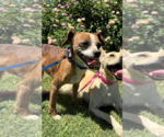 Small #1 Chihuahua Mix