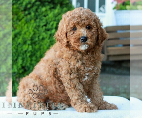 Medium Photo #4 Goldendoodle (Miniature) Puppy For Sale in LITITZ, PA, USA