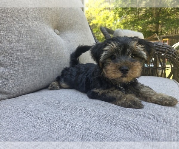 Medium Photo #25 Yorkshire Terrier Puppy For Sale in RHOADESVILLE, VA, USA