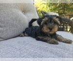 Small #24 Yorkshire Terrier