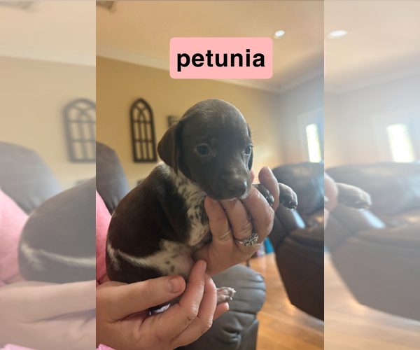 Medium Photo #9 German Shorthaired Pointer Puppy For Sale in CARTERSVILLE, GA, USA