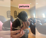 Small #8 German Shorthaired Pointer