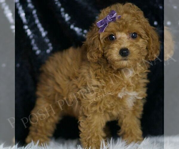 Medium Photo #73 Poodle (Miniature) Puppy For Sale in WARSAW, IN, USA