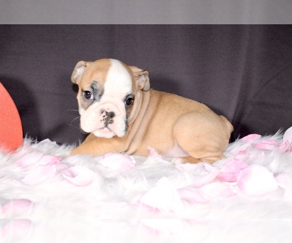 Medium Photo #3 Bulldog Puppy For Sale in LITTLE ELM, TX, USA
