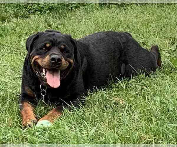 Medium Photo #1 Rottweiler Puppy For Sale in BUFFALO, NY, USA