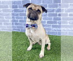 Small Photo #1 Pug-Unknown Mix Puppy For Sale in Corona, CA, USA