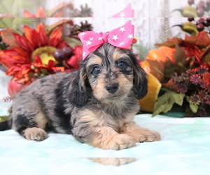 Doodle Puppy for sale in SHILOH, OH, USA