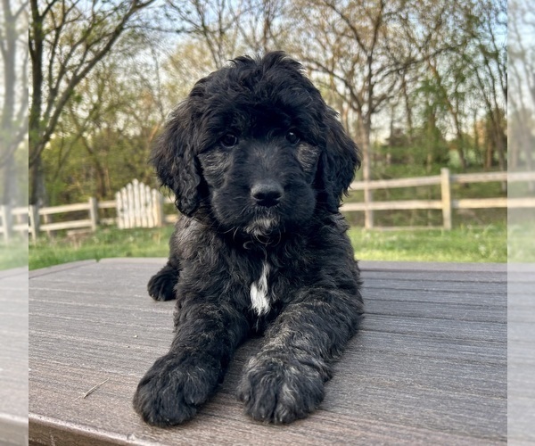 Medium Photo #3 Goldendoodle Puppy For Sale in KNOB NOSTER, MO, USA