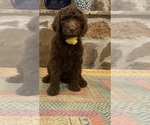 Puppy Daisy Goldendoodle