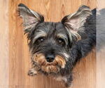 Small #1 Miniature Schnauzer Mix