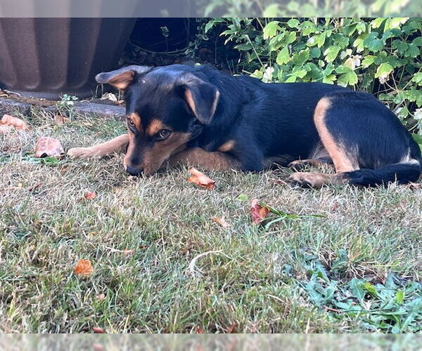 Medium Photo #3 Spaniel-Unknown Mix Puppy For Sale in Bellevue, WA, USA