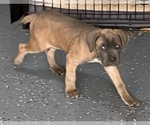 Small Photo #6 Cane Corso Puppy For Sale in HUTTO, TX, USA