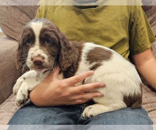 Medium Photo #3 English Springer Spaniel Puppy For Sale in WOOSTER, OH, USA