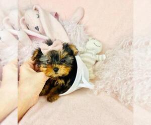 Medium Yorkshire Terrier